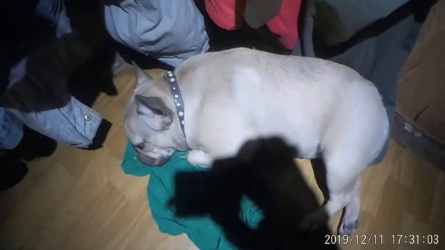 собачка игнор хозяину :) смотреть онлайн