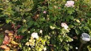 Розы. Королева Швеции (Queen of Sweden)/ Очаровательное цветение 17 июня 2020.