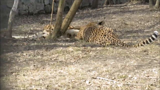 Гепарды Кода и Эстер очень дружная пара 04.05.2023 смотреть онлайн