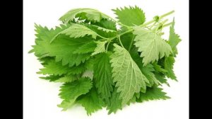 ПОЛЬЗА КРАПИВЫ ?