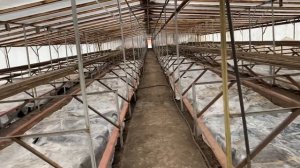 Устройство зимней теплицы для выгонки тюльпанов и посева рассады.