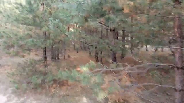 Поехали в лес//Грибов нет(((Прогулка на свежем воздухе/ ВЛОГ смотреть онлайн