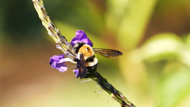 Спокойная музыка и красивая природа: леса, реки смотреть онлайн