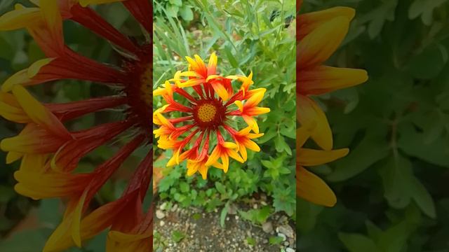 Гайлардия смотреть онлайн