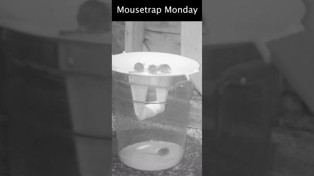 The Roll-In-The Hole Mouse Trap. смотреть онлайн