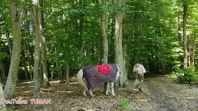 Коный поход в Лес. жеребец Орловский рысак Попечитель. Туман. смотреть онлайн