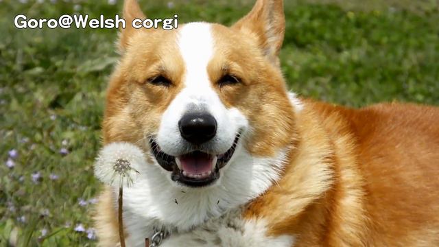 smile & dandelion / タンポポ と コーギースマイル 20130410 Goro@Welsh corgi смотреть онлайн