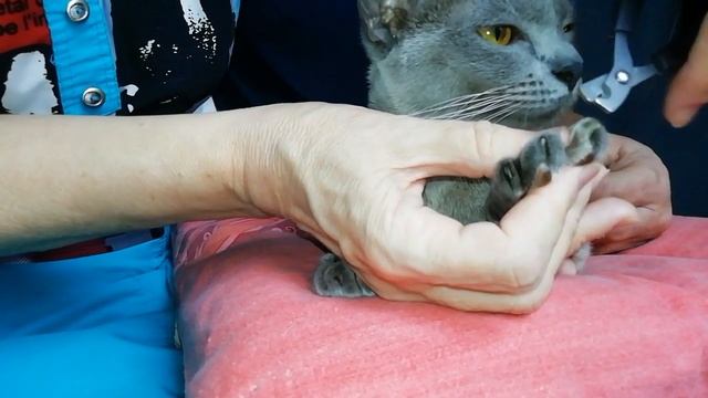 Подстригли кошке когти и она отблагодарила, покусала. Кошка Фифи. смотреть онлайн