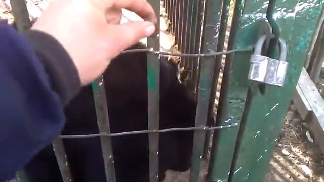 Гималайский медведь!!! смотреть онлайн