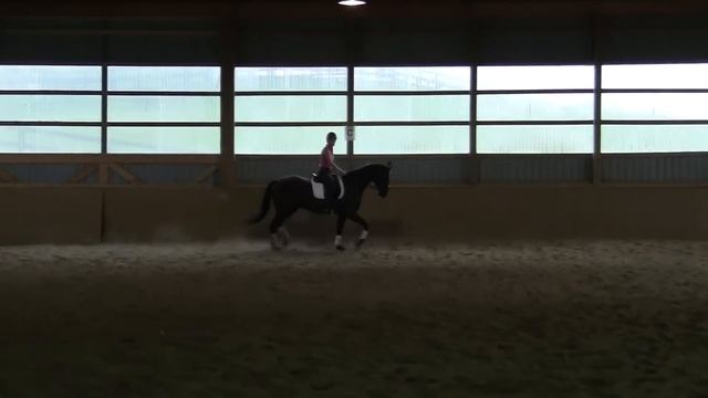 Gallant - 4 yo Black Canadian Warmblood Gelding смотреть онлайн