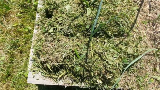 Лук порей в июне 2021. смотреть онлайн