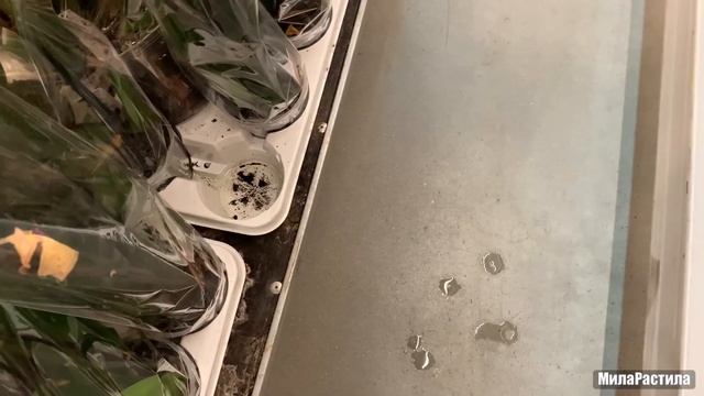 ОРХИДЕИ в «Ленте» на Московском шоссе, СПБ. смотреть онлайн