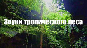Звук природы. Тропический лес летом