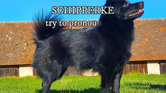 20 Dog Breed Names You Probably Pronounce Wrong - Dog Breed Pronunciation смотреть онлайн