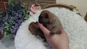 Новорожденные щенки французского бульдога