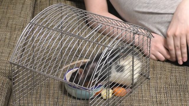 Как отучить крысу кусаться? Почему крыса кусается? смотреть онлайн