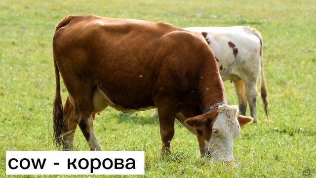 ANIMALS Names and Sounds - Learn Animals in English | PART 1 смотреть онлайн