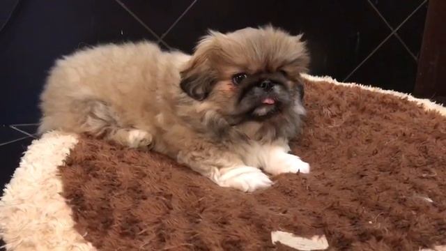 Щенок Пекинеса играет смотреть онлайн