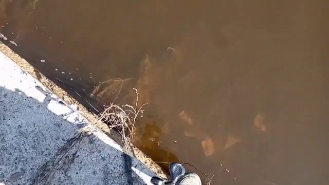 Ловля мирной рыбы на спиннинг! Большой ЛЕЩ! смотреть онлайн
