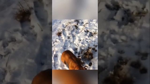 Французский бульдог мышкует зимой смотреть онлайн