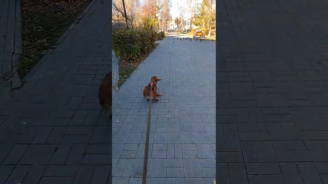 27.10.22 Дневная прогулка. Продолжение. смотреть онлайн