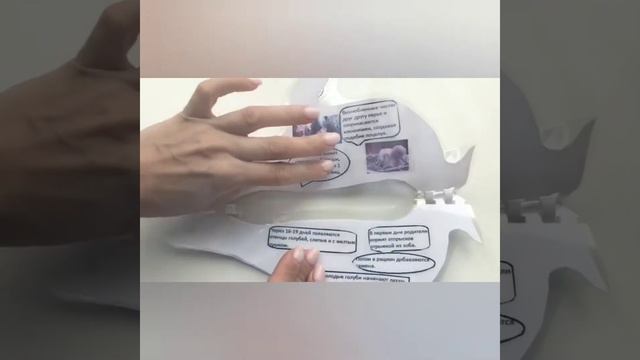 Птицы, которые живут рядом со мной смотреть онлайн