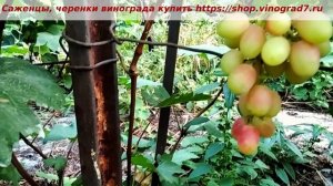 Виноград Купидон и сразу полетели флюиды любви и  стрелы Амура. Крупные ягоды и грозди, наблюдаем