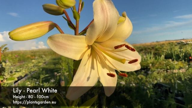 Lily - Pearl White 4K смотреть онлайн