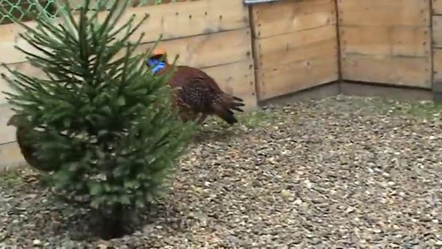 Tragopan Temminckii,Т рагопан темминка,