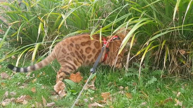 Прогулки с бенгалом