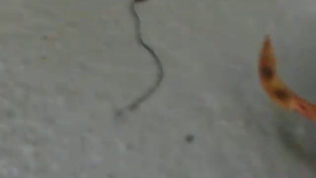 That fucking worm thing смотреть онлайн