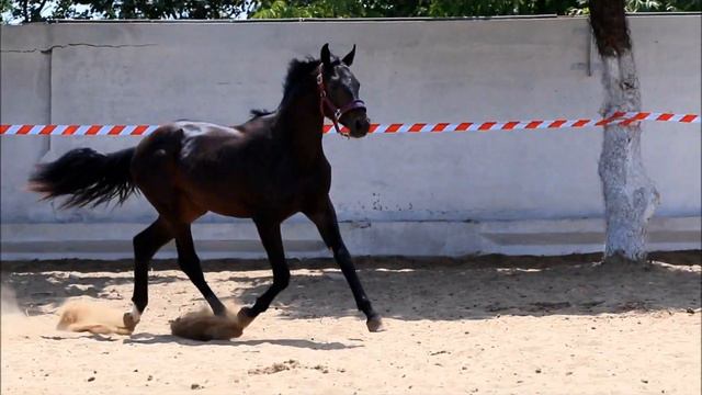 Адванс 2016 г.р. (Сан Амор - Сандро Хит - Генерал хх - Габилан) УВП. Возраст 1,5 года смотреть онлайн