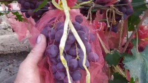 Формы винограда Василиса-2 , Танго, Урум, ВК 572, ВК 49 и др. 15 августа ,2021 года