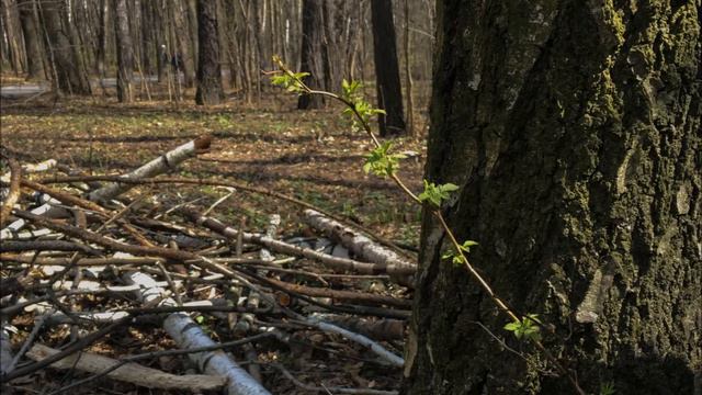 "Романтическая прогулка" музыка - Secret Sign, текст - Анна Курная-Весел смотреть онлайн