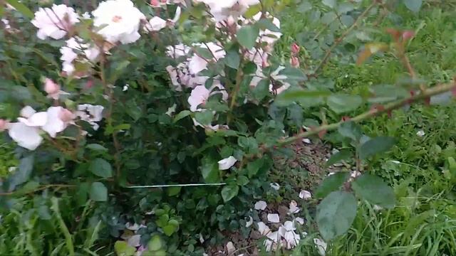 Роза?Нью Доун