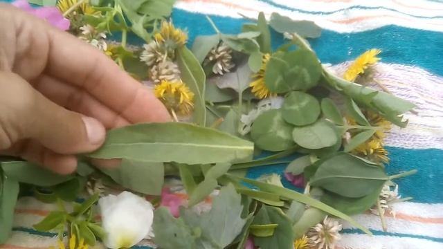 Съедобные растения островов залива Петра Великого, 24.06.2019. смотреть онлайн