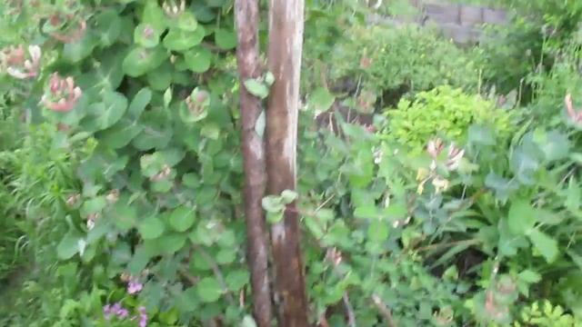 Жимолость каприфоль ... смотреть онлайн