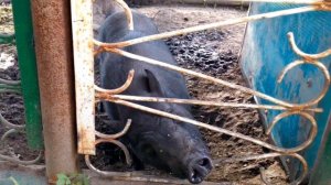 Вьетнамские поросята, разведение содержание.