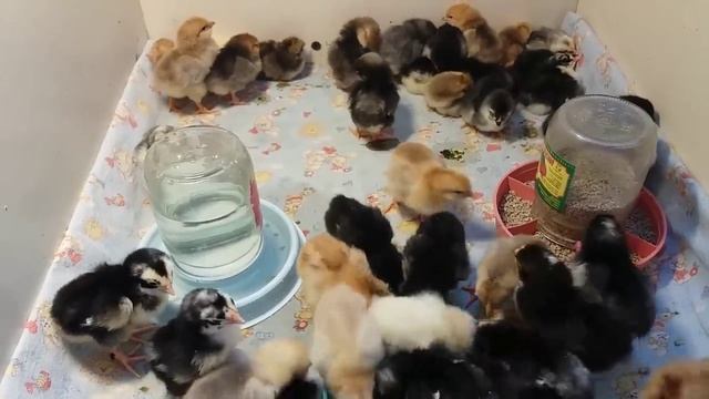 Кормление цыплят в первые 10 дней смотреть онлайн