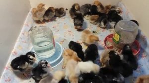 Кормление цыплят в первые 10 дней