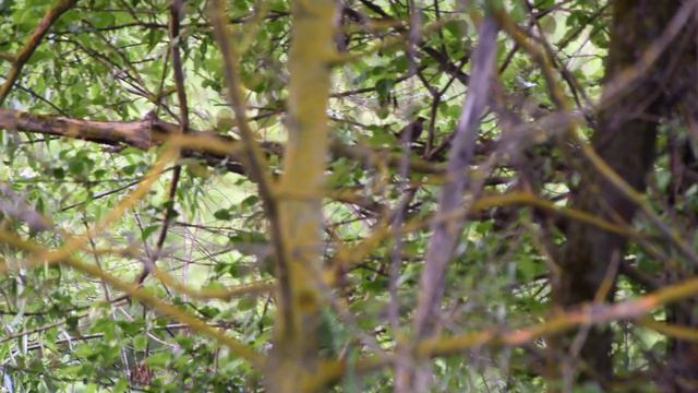 Курский соловей