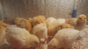 Чем пропаивать цыплят? Просто и эффективно
