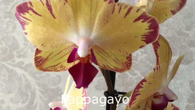 Самые Распространённые Орхидеи с Названиями. смотреть онлайн