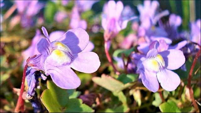 Неприхотливый почвопокровник для тени. Цветет все лето до заморозков! смотреть онлайн