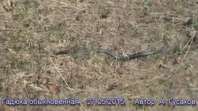 Гадюка смотреть онлайн