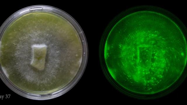 Omphalotus Nidiformis смотреть онлайн