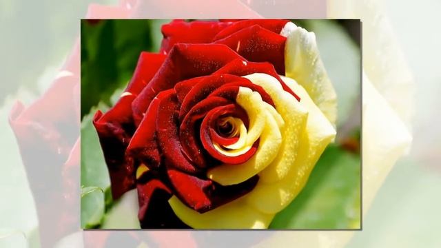 корзина букет ЦВЕТОВ смотреть онлайн