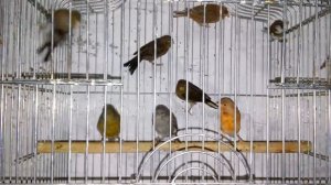 Канарейки.Экспериментальная паровка  канареек!(проверка самок)