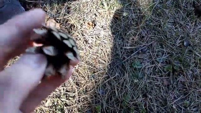 Что щёлкает в лесу? смотреть онлайн