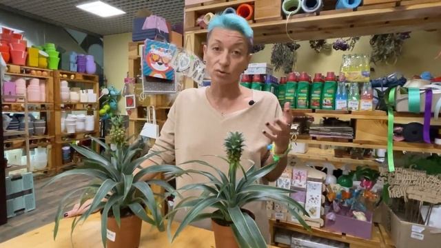 Комнатный Ананас Амиго - растение диковинка или нет?